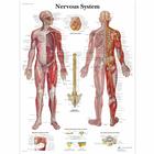 Nervous System, 4006710 [VR1620UU], Agy és idegrendszer